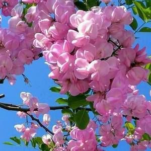 Meet your Posher, Dao